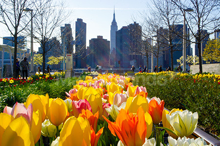 New York: where the dreams become reality