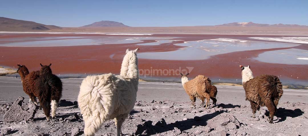 Bolivia: dalle imperdibili lagune colorate al deserto di Dalì