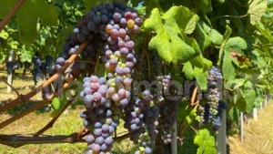 I Marchesi di Barolo ed il Re dei Vini: una lunga storia d’amore e di tradizione di un’eccellenza italiana